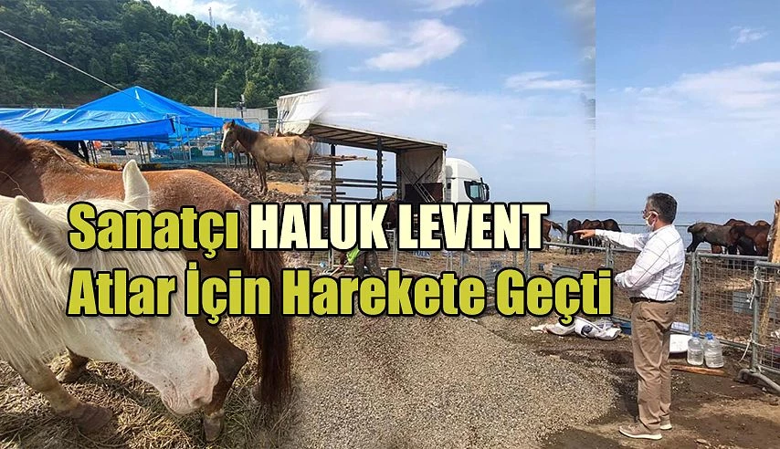 Belediye ve sanatçı Haluk Levent Hopa’da ölüme terk edilen atlar için harekete geçti