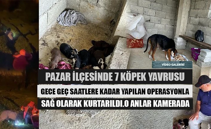 Mahalleli vatandaşların duyarlılığı 7 yavru köpeği hayata döndürdü