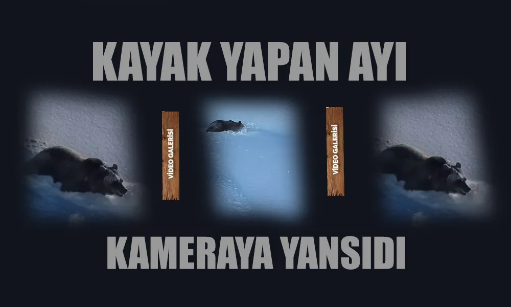 Kayak yapan ayı kameralarda