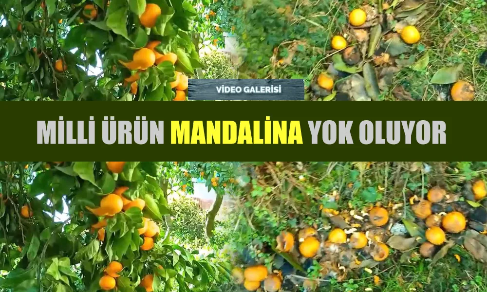 Yöresel ürün MANDALİNA yok oluyor