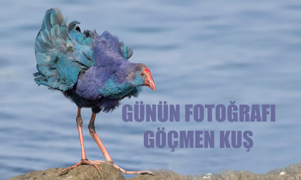 Günün Fotoğrafı: GÖÇMEN KUŞ