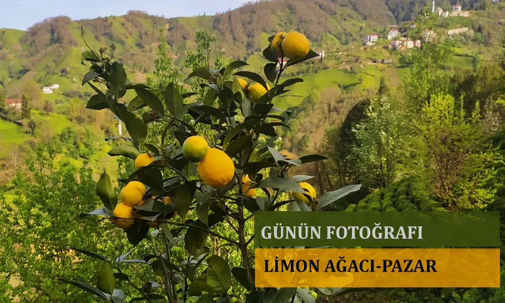 GÜNÜN FOTOĞRAFI; LİMON AĞACI PAZAR