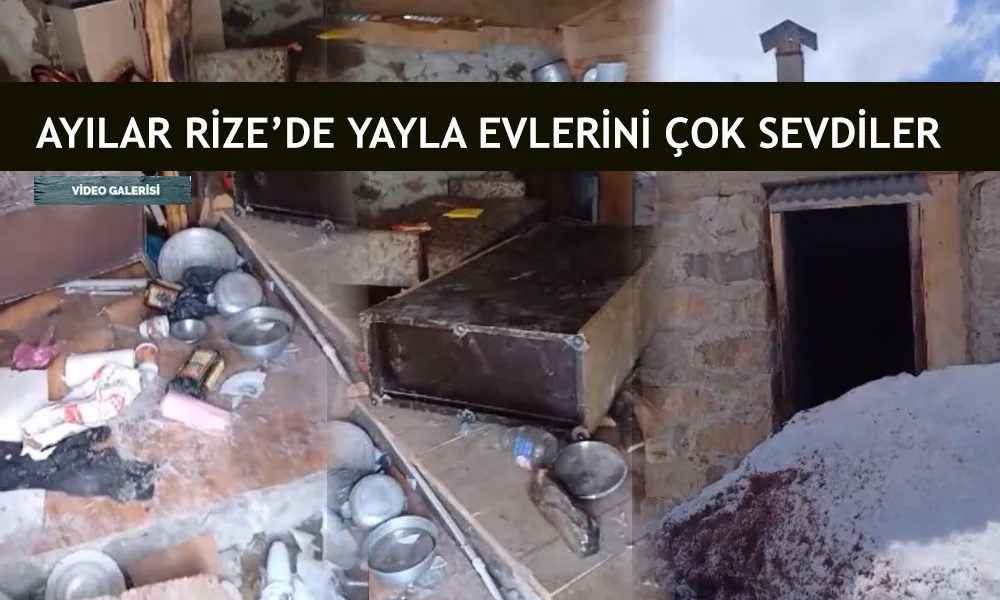 Çamlıhemşin’de ayılar, yayla evlerine talan etti