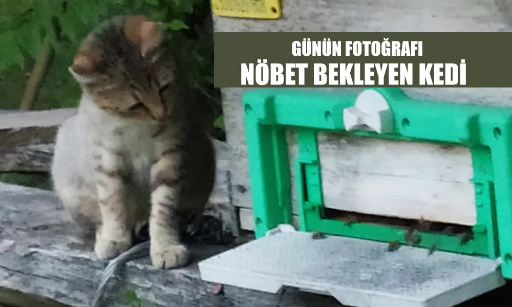 Günün Fotoğraf: Petek başında nöbet bekliyor..