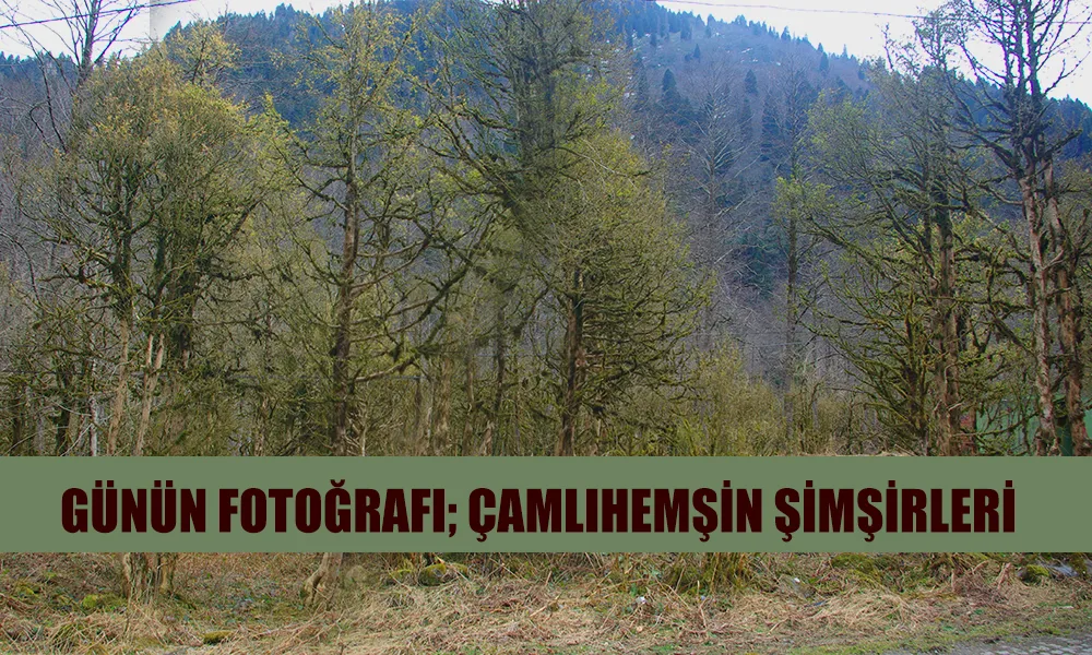 Günün Fotoğrafı; Çamlıhemşin Şimşirlik