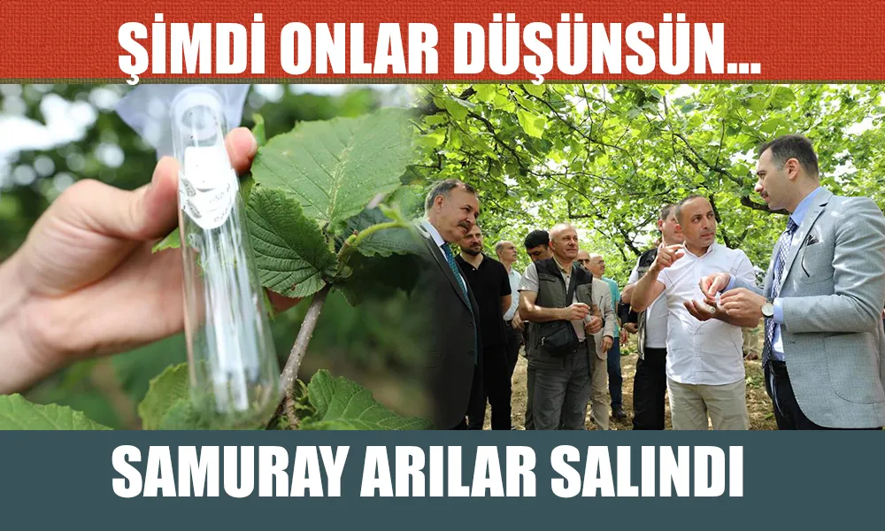 KAHVERENGİ KOKARCAYA KARŞI MÜCADELE DEVAM EDİYOR