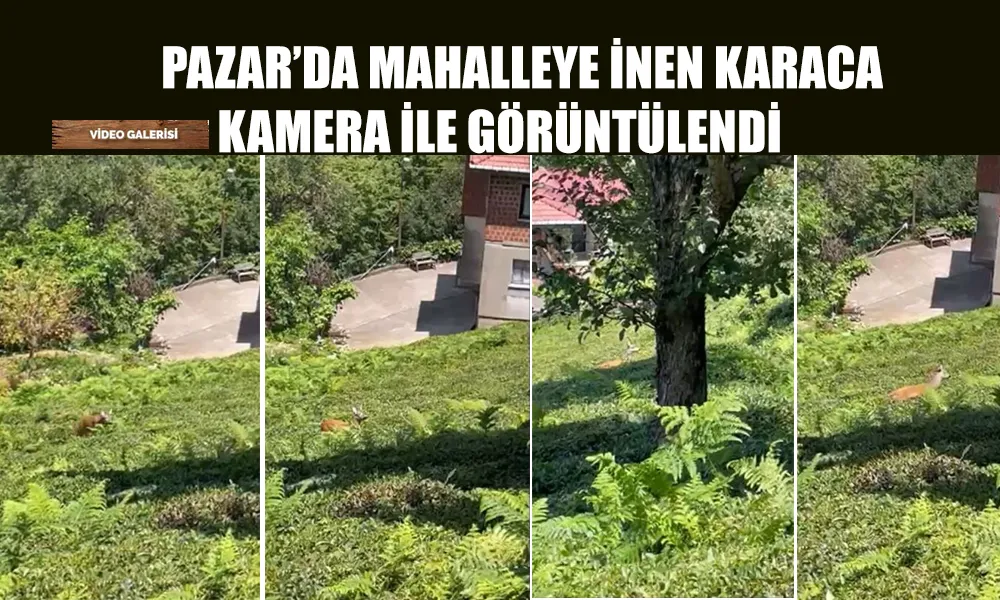 Rize