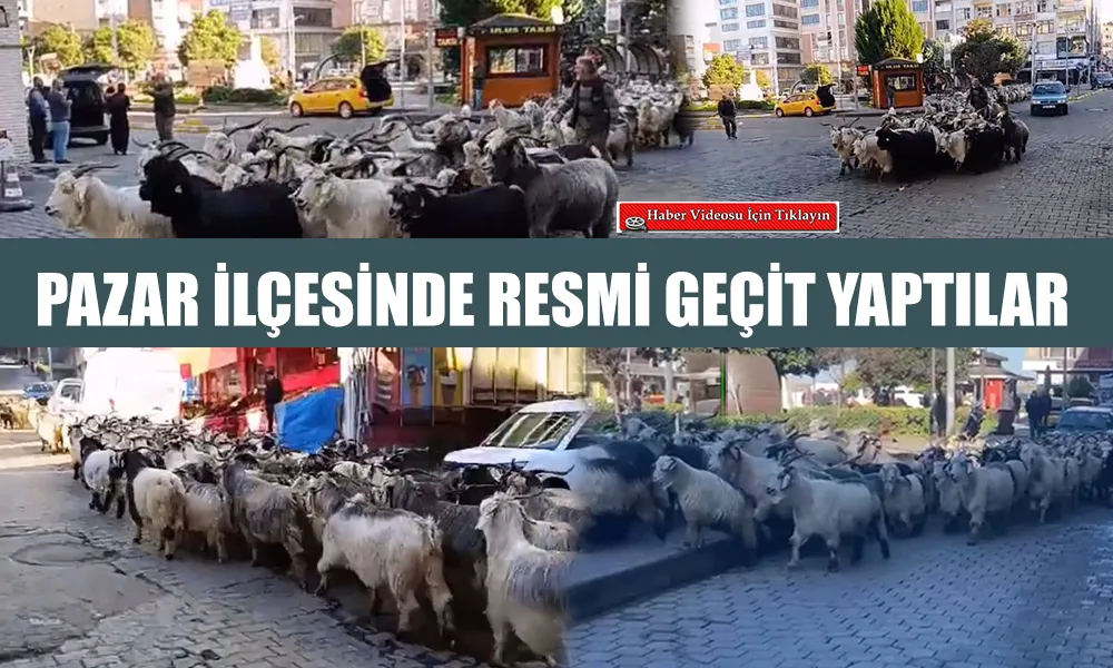 Yayladan Dönen Sürü, Şehir Merkezinde Görüntülendi!