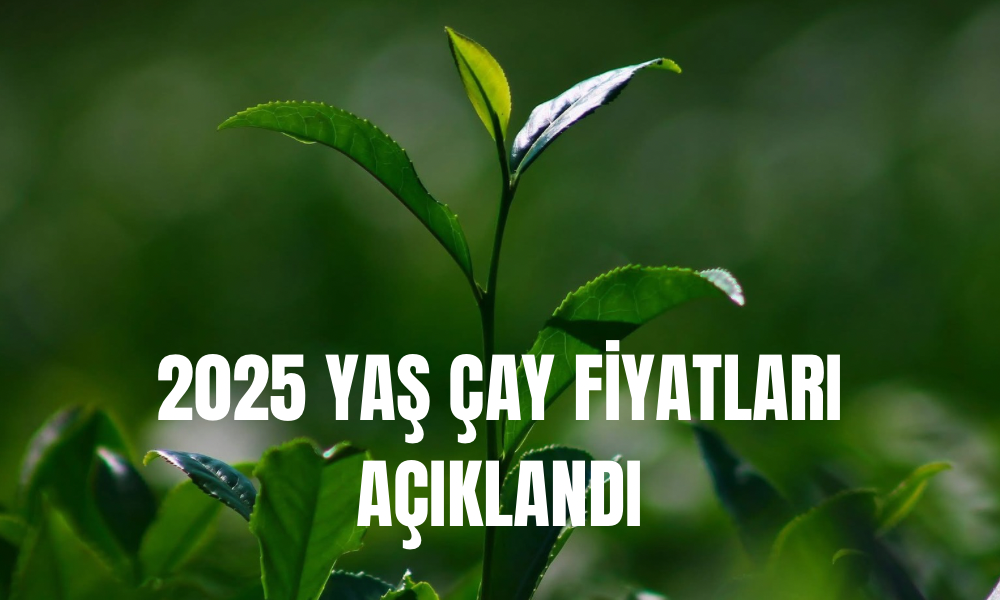 2025 Yaş Çay Fiyatı Açıklandı