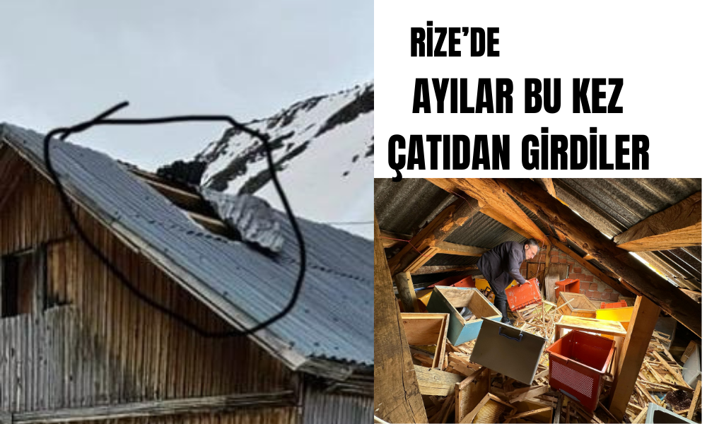 Ayılar Bu Kez Trovit  Yaylası’nda Ortaya Çıktı: Çatıyı Söküp Eve Girdiler