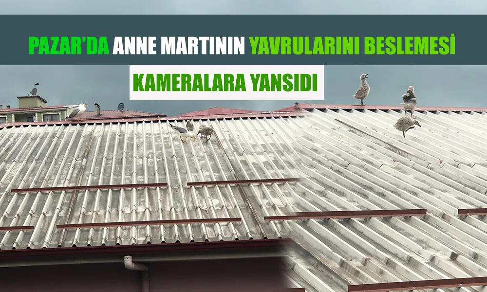 Anne Martının Yavrularını Beslediği Anlar Kamerada: Şefkatin En Güzel Hali Pazar’da Görüldü