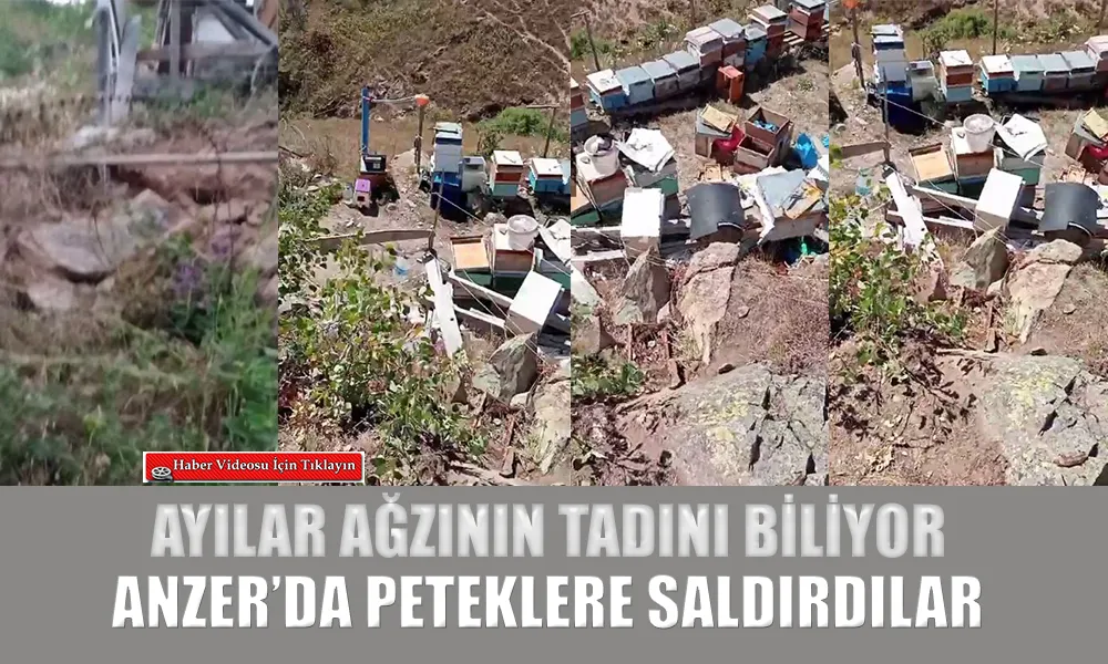 Rize