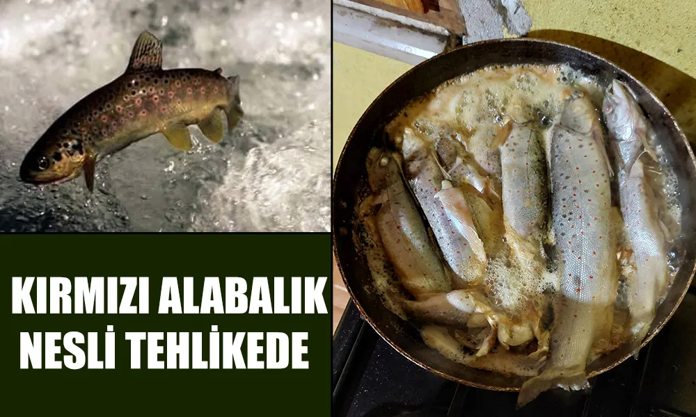 Kırmızı Benekli Alabalık Tehlikede: “Derelerin Canlısı, İnsanların Geçim Kaynağı Değil”
