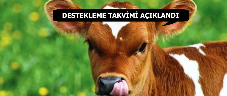 BUZAĞI DESTEKLEMESİ 2018 YILI I. DÖNEM ÖDEME TAKVİMİ AÇIKLANDI