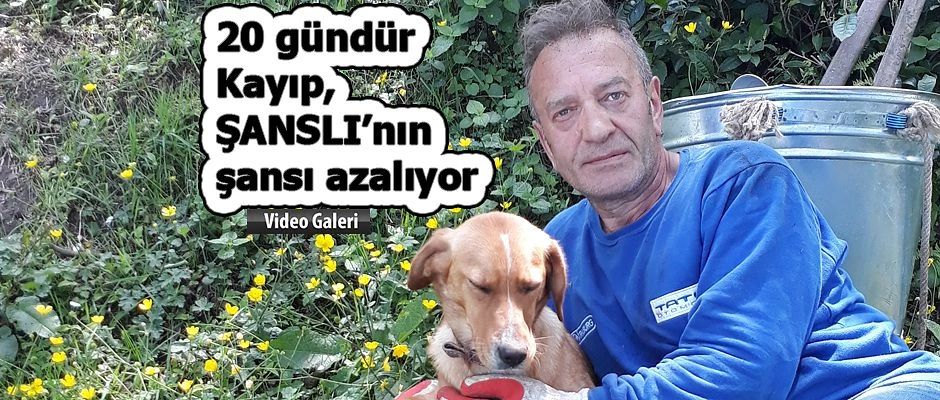 Her yerde kayıp köpeğini arıyor