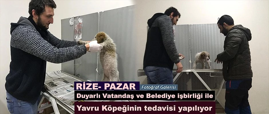 Rize- Pazar’da Yavru Köpeğe tedavi uygulanıyor