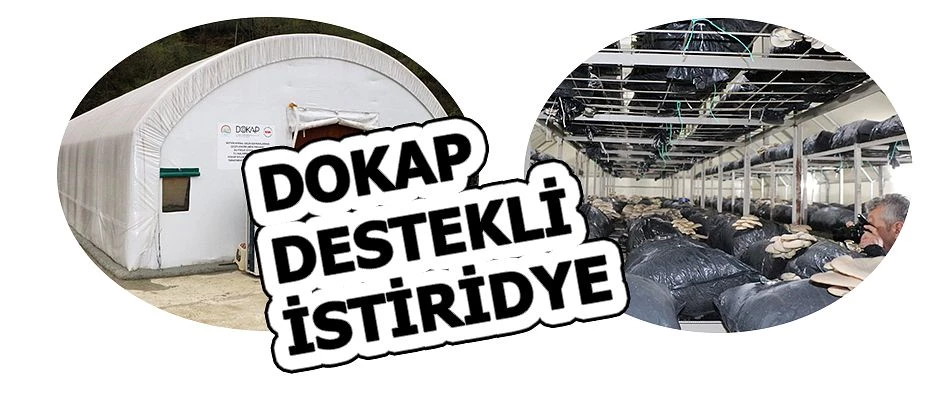 DOKAP KAPSAMINDA DOĞAL İSTİRİDYE MANTARI ÜRETİMİ BAŞLADI...