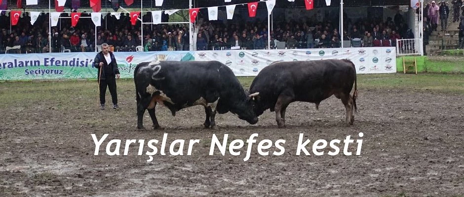 BOGA GÜREŞLERİNDE NEFESLER KESİLDİ