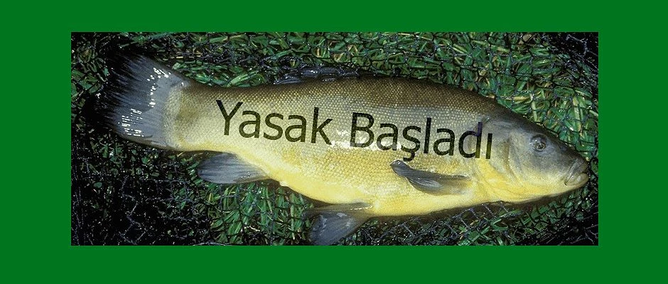 SAZANGİLLER AV YASAĞI BAŞLADI