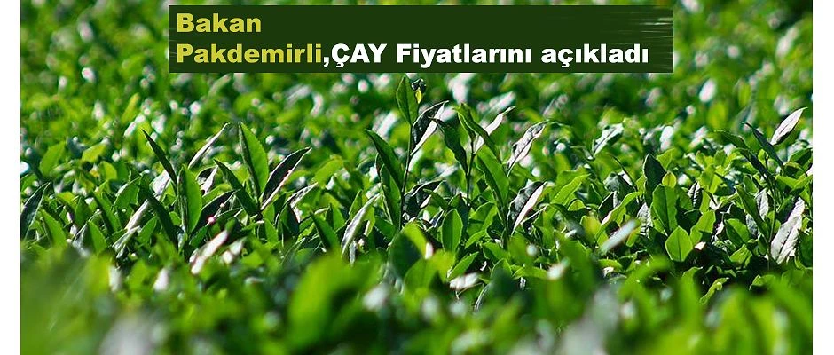 2019 Yılı Yaş Çay Fiyatları açıklandı