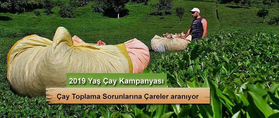 Çay Kampanyası ve Çay Toplama sorunu