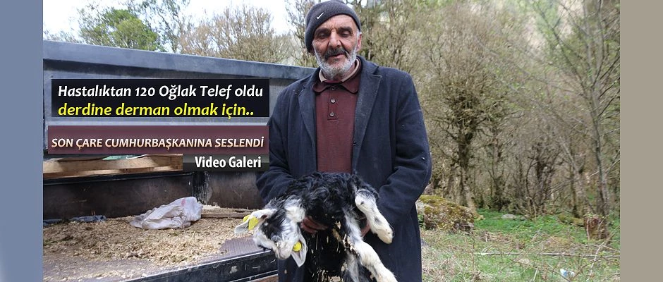 Hastalığa Çare bulunamıyor.120 Oğlak telef oldu.