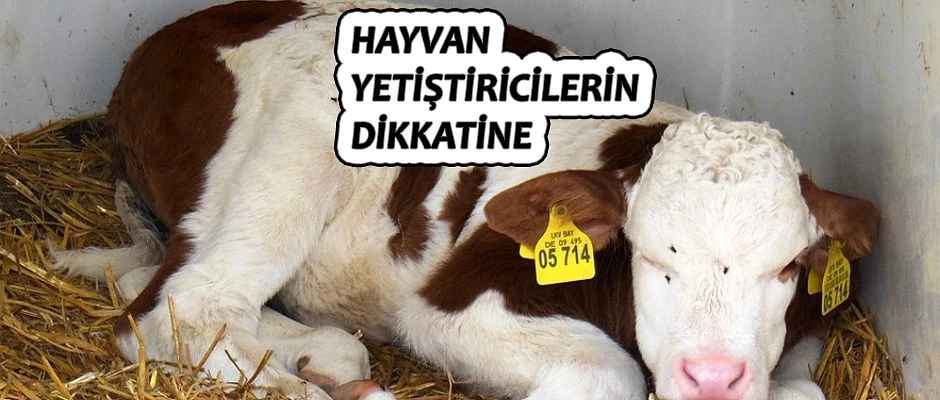 HAYVAN YETİŞTİRİCİLERİN DİKKATİNE!