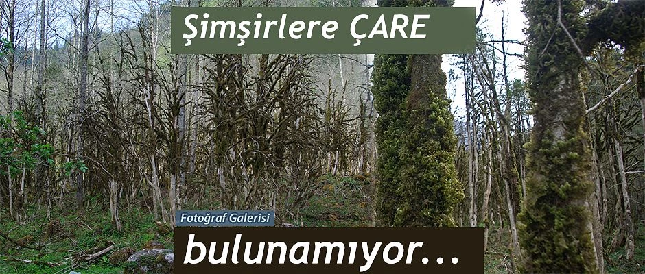 Rize’nin Çamlıhemşin ilçesindeki şimşir ormanı, kurumaya yüz tuttu.