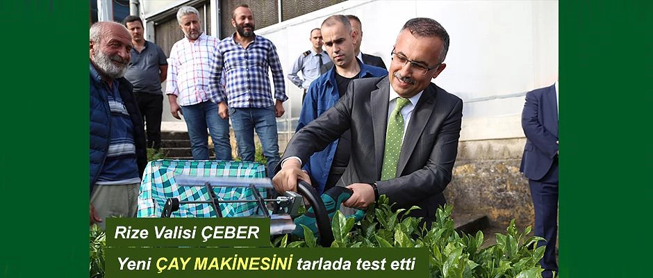 Vali Çeber, Çay Hasadı Yaptı