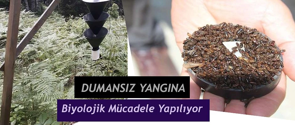 DUMANSIZ YANGINA KARŞI BİYOLOJİK MÜCADELE