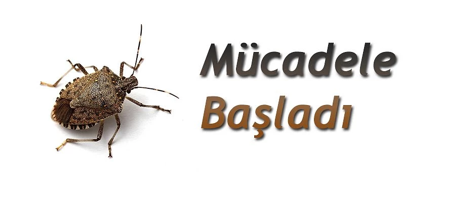 KAHVERENGİ KOKARCA MÜCADELESİNDE KİMYASAL İLAÇ UYGULAMALARI KULLANILACAK