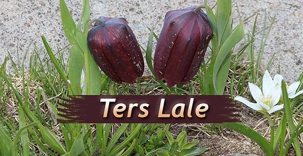 Ters Lale