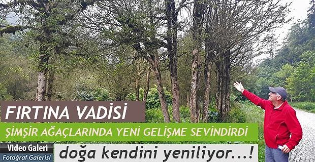 Fırtına Vadisinde bulunan ŞİMŞİR Ormanında Sevindirici Gelişme