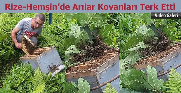 Bu Köyde Arılar Kovanları Terk ediyor.