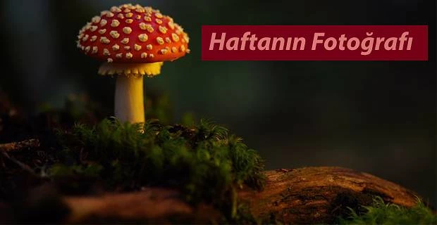 Haftanın Fotoğrafı