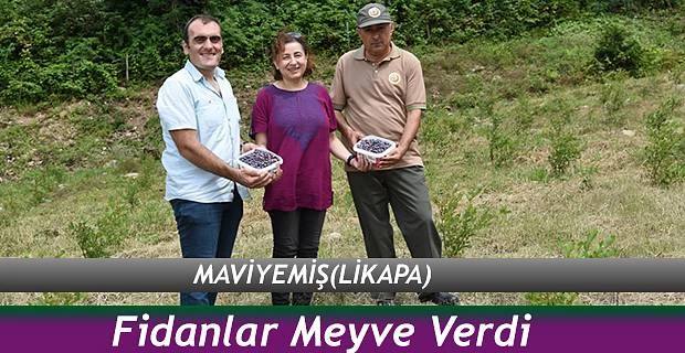 MAVİYEMİŞ (LİKAPA) FİDANLARI MEYVEYE DÖNÜŞTÜ