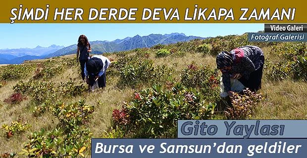 Rize Yaylalarında LİKAPA Toplama zamanı