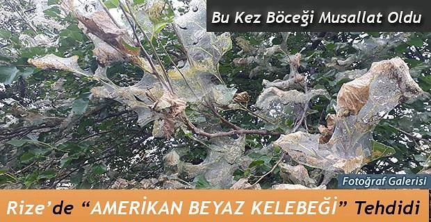 Yeni Bir Tür Kelebek Rize’de de etkisini gösteriyor.