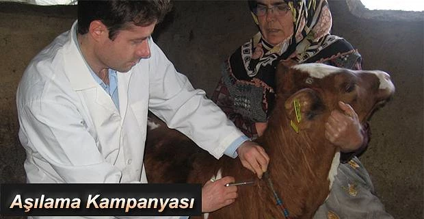 2019 YILI SONBAHAR ŞAP AŞILAMA KAMPANYASI ARTVİN’DE BAŞLADI