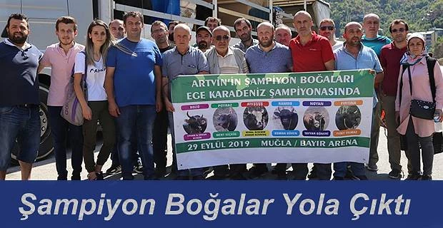 ŞAMPİYON BOĞALARI YOLA ÇIKARILDI