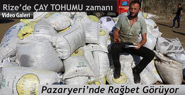 Şimdi ÇAY TOHUMU Toplama zamanı