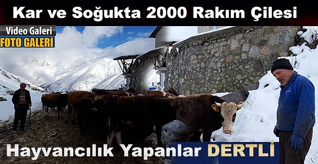 Çamlıhemşin Ortayayla köyü yılın ilk karında yaşananlar.