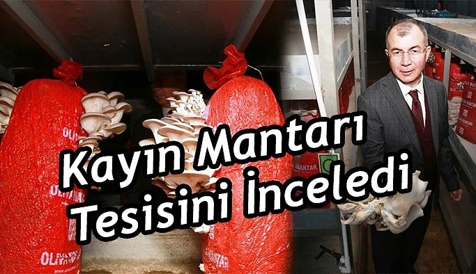 KAYIN MANTARI ÜRETİM TESİSİNDE İNCELEME