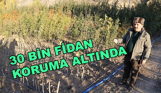 YENİ YERLEŞİM YERİ İÇİN 30 BİN MEYVE FİDANI KORUMA ALTINA ALINDI