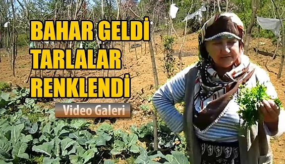 Bahar geldi, Karadeniz tarlaları şenlendi.