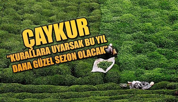 ÇAYKUR: ÜRETİCİLERİMİZE RAHAT ÇAY TOPLAMA VE SATMA İMKANI SAĞLANACAKTIR