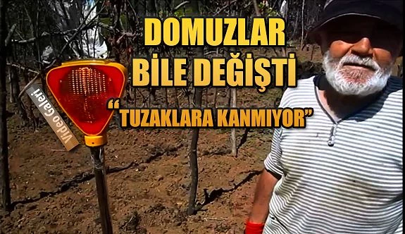 Domuzlara karşı "Elektrikli" önlem aldı!