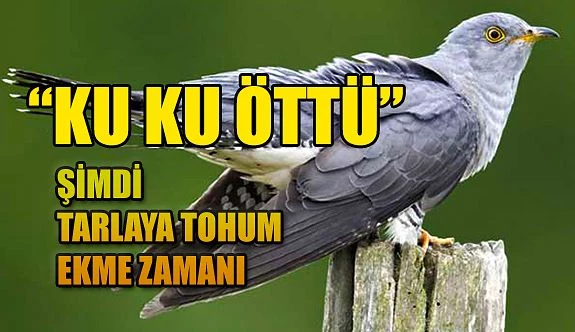 Gukguk Kuşu)  ( Kuku kinci) Öttü. Tohumların Tarlaya ekim zamanıdır.