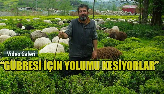 Çoban, gitmeyince darılıyorlar: