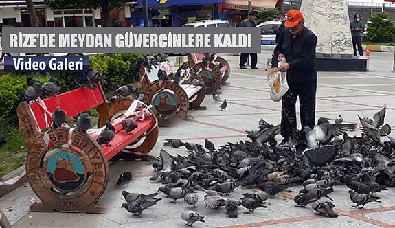 Rize’de Meydan Güvercinlere Kaldı